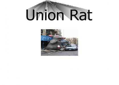 Union Rat