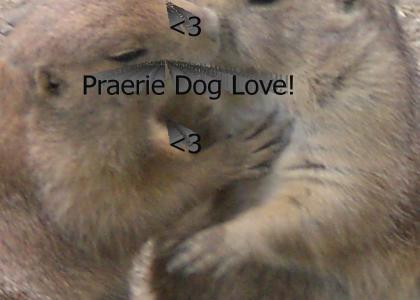 Praerie Dog Love