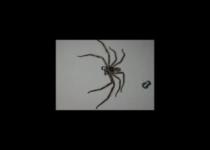 CLOCK SPIDER doesn't change facial expressions!