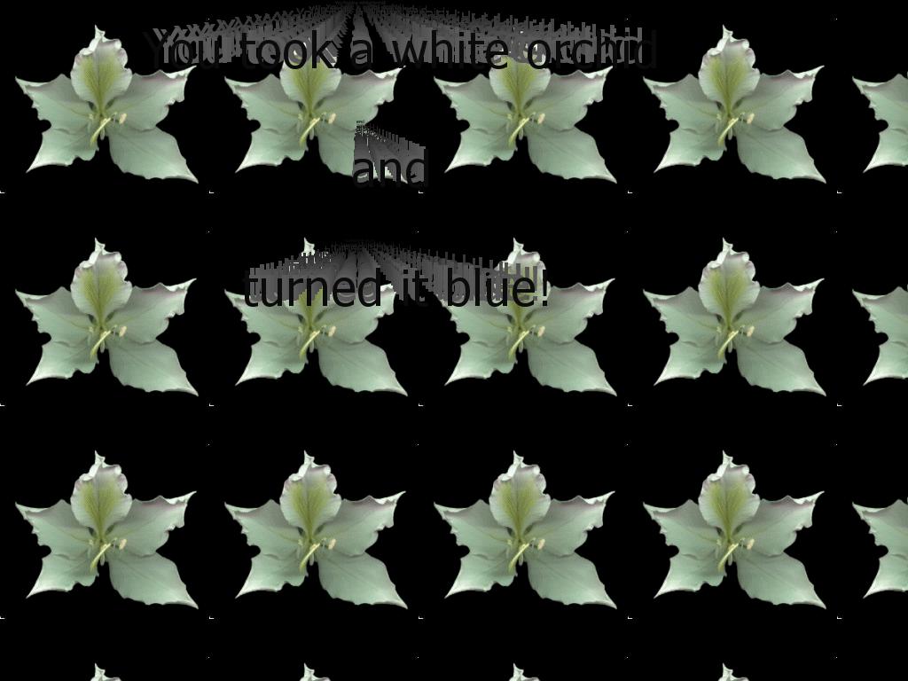 whiteblueorchid
