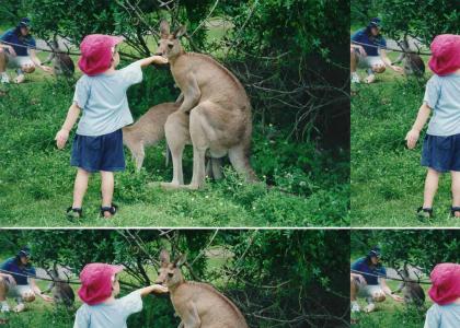 Don't feed the kangaroo