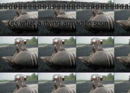 Dying Armadillo