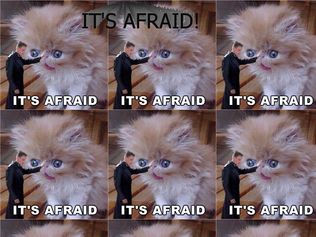 afraidafraid