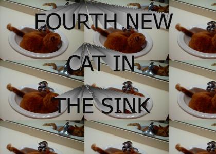 FOURTH NEW CAT IN THE SINK