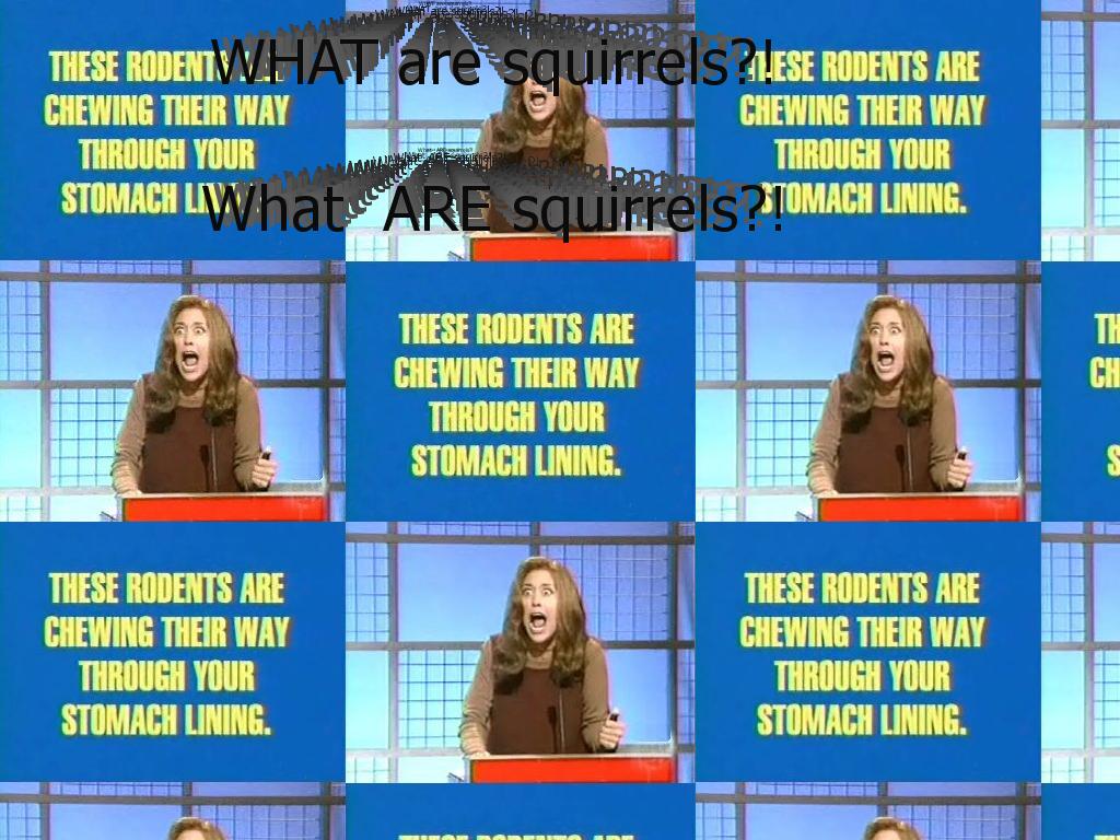 whataresquirrels