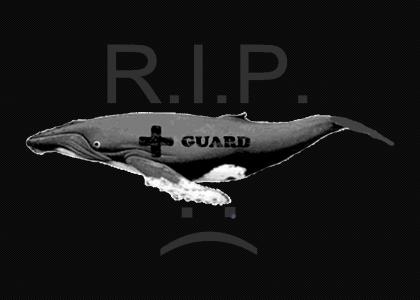 R.I.P. Lifeguard Whale