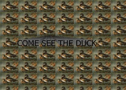 Come see the Ducks