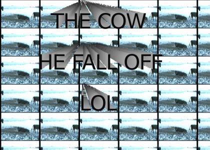 the cow, he fall off, LOL