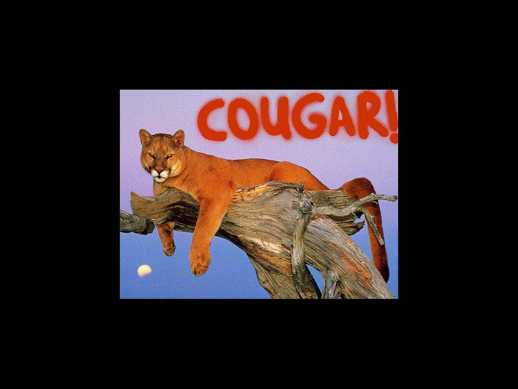 omgcougar