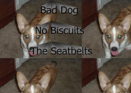 Bad Dog No Biscuits