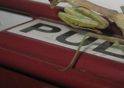 Bug of the Year Awards! Round two winner: Zorak!