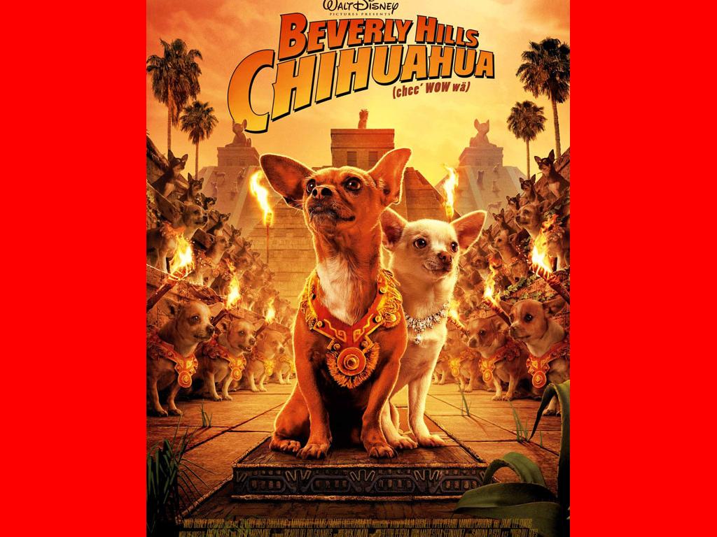 beverlyhillschihuahua