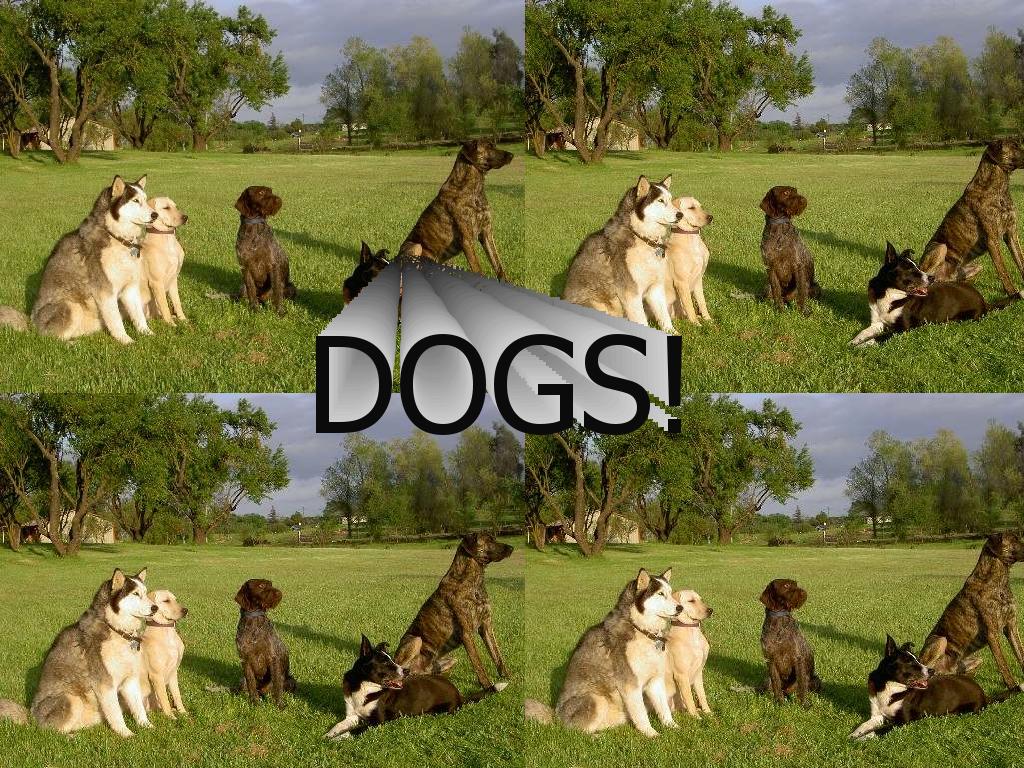 dogsdogs