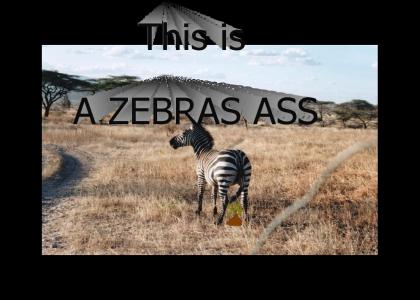 the ass of a zebra