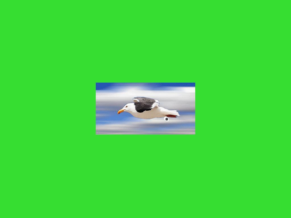 steven-sea-gull