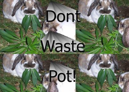 Rabbits getting high, wasting pot