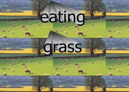eating grass