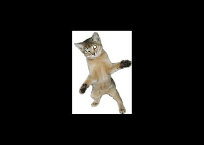 cat can dance