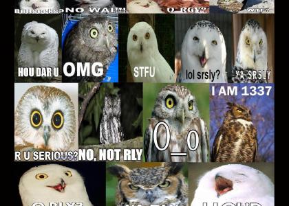 Owl Convo. (read frome top right to left)