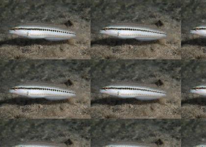 A Slippery Dick Fish