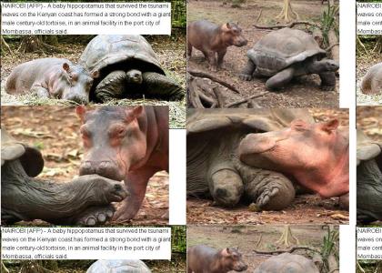 Baby Hippo and 100 year old tortoise.