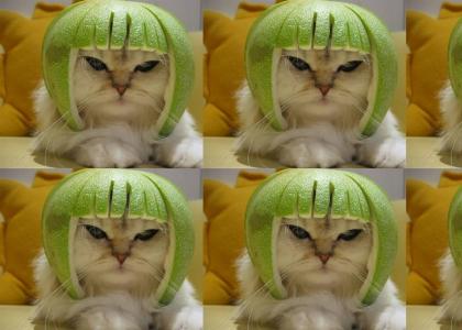 Lime Cat!