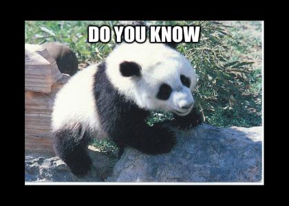 Do You Know What Panda Bears Eat For Lunch?