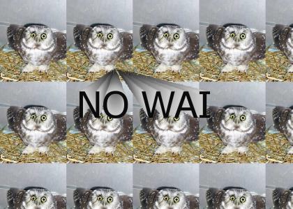 phrase NO WAI has to got it's own owl