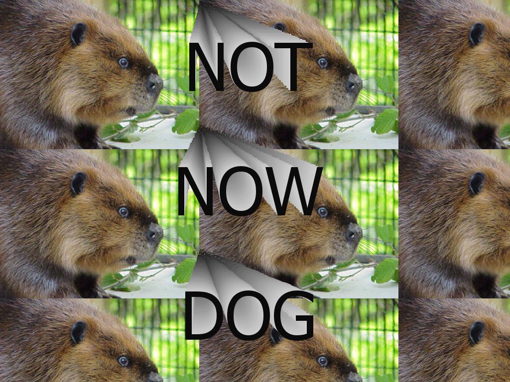 notnowdog