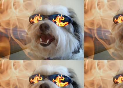 my dog is on fire