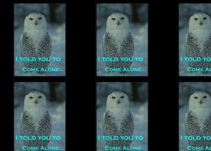 Owl Story