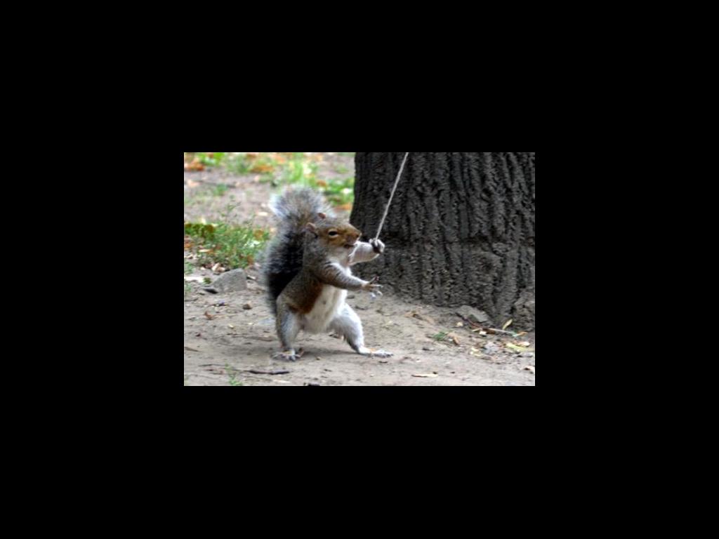 angrysquirrel