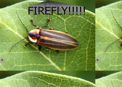 FIREFLY!!!!