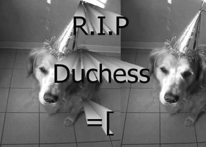 Duchess!