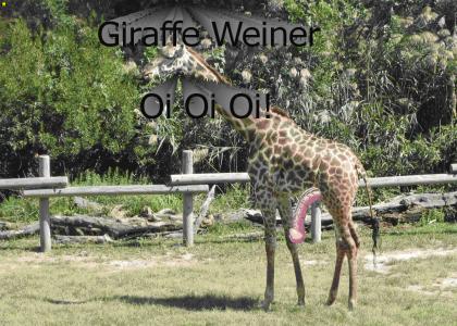 giraffe Weiner