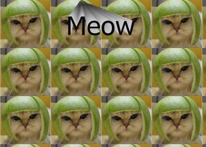 Melon kitty
