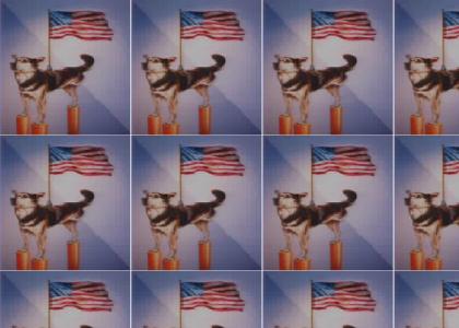 American Pride Dog