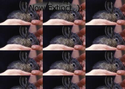 RIP Columbia Basin pygmy rabbit species