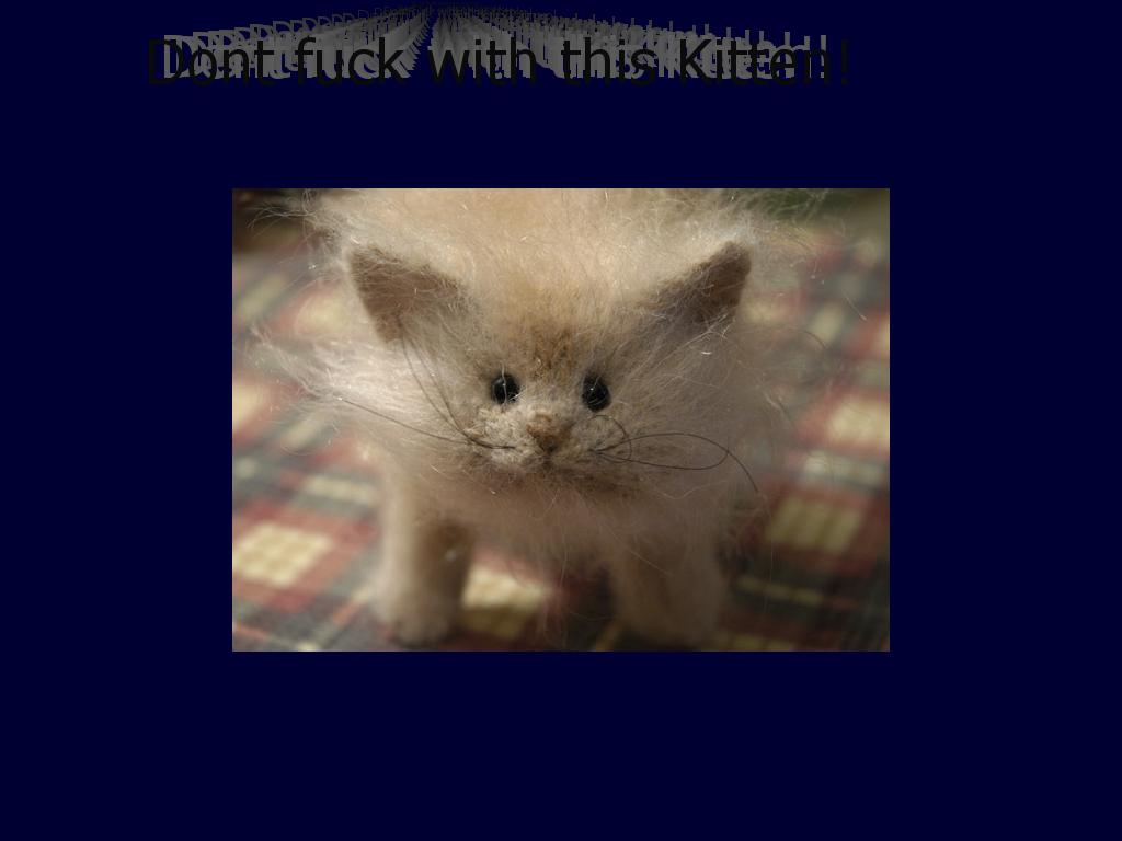 dontfuckwithkitten