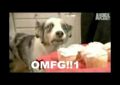 OMG! Cupcake Dog!