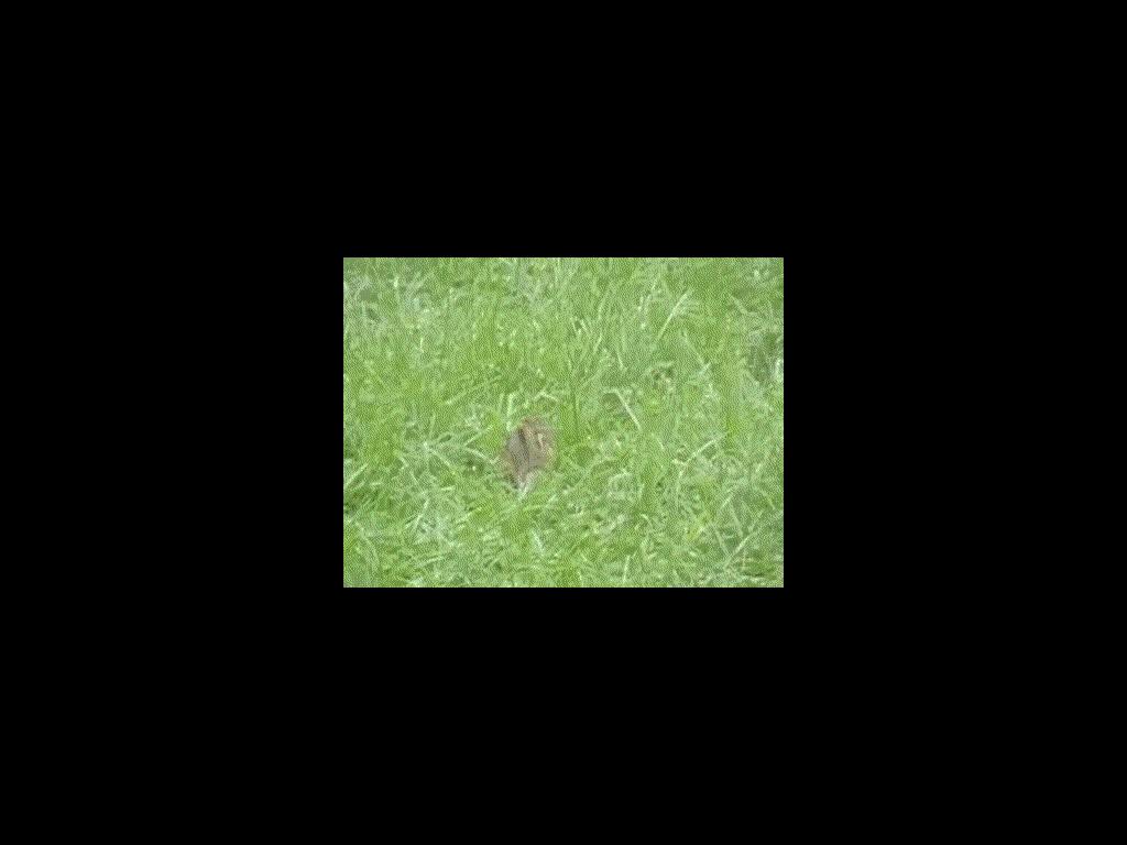 EpicChipmunkManeuver