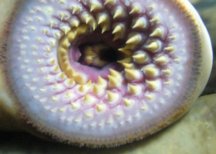 A Lamprey Bites into Your Soul