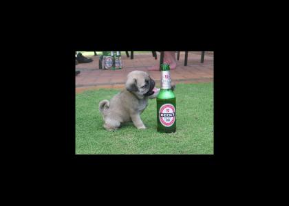 Dog likes beer
