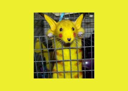 Pikachu is real!!