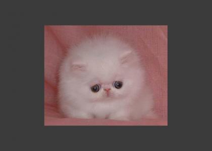 SADTMND:  Kitten Stares into Your Soul