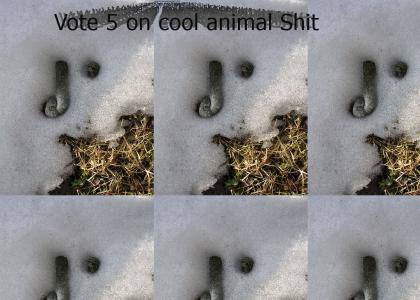 Vote 5 ON this Cool pile of animal shit