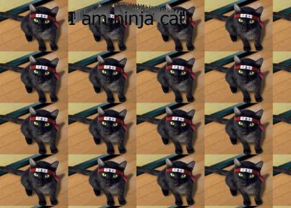 Ninja Cat!