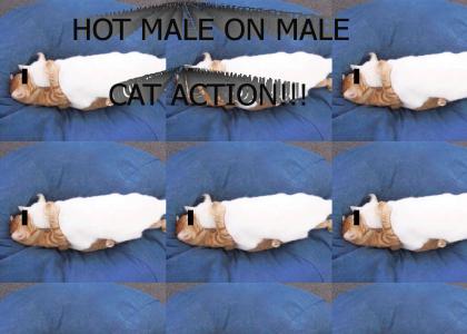 HOT GAY CAT PORN