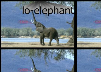 lo-elephant
