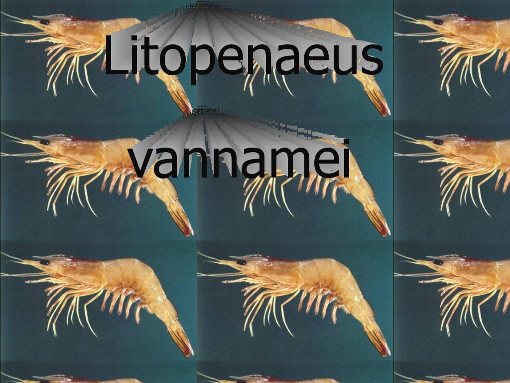 lolprawn